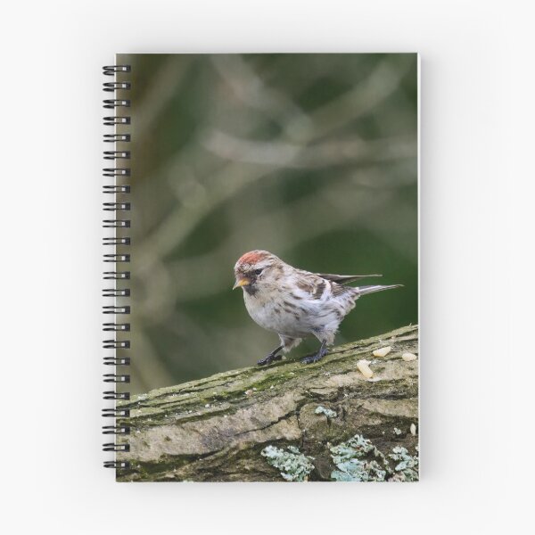 Item preview, Mealy redpoll found some seeds designed and sold by Jouko Lehto Photography.