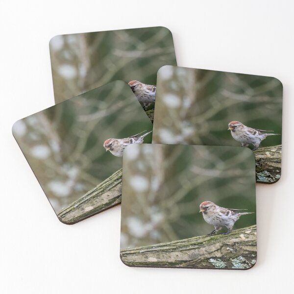Item preview, Mealy redpoll found some seeds designed and sold by Jouko Lehto Photography.