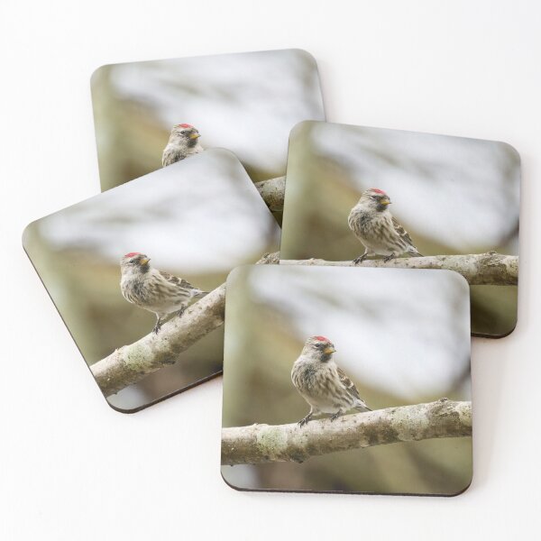 Item preview, Mealy redpoll looking for the future designed and sold by Jouko Lehto Photography.