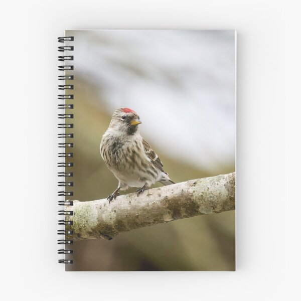 Item preview, Mealy redpoll looking for the future designed and sold by Jouko Lehto Photography.