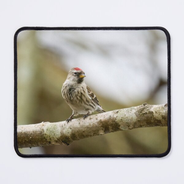 Item preview, Mealy redpoll looking for the future designed and sold by Jouko Lehto Photography.