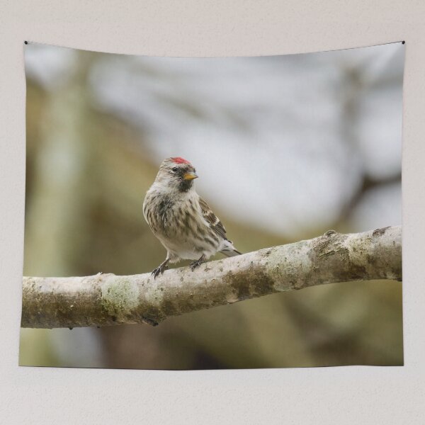 Item preview, Mealy redpoll looking for the future designed and sold by Jouko Lehto Photography.