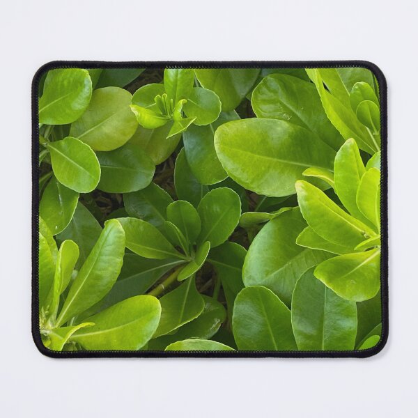 Item preview, beach plant designed and sold by LifeSpice.