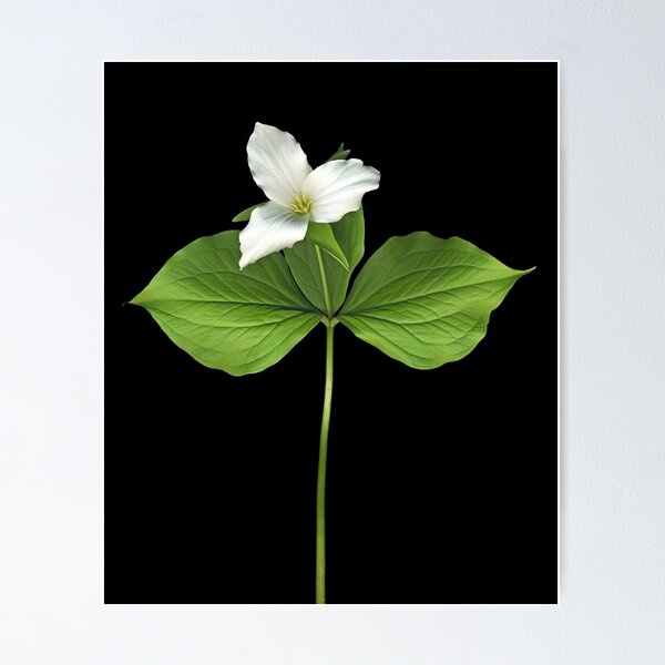 Trillium - Emblem of Ontario Poster for Sale by Holly Cawfield