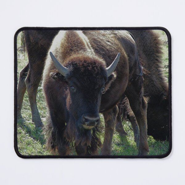 Item preview, Bison Pair designed and sold by Vivar Photo.