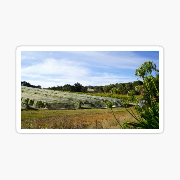Magpie Springs pre Vintage by Adelaide artist Avril Thomas at Magpie Springs Sticker