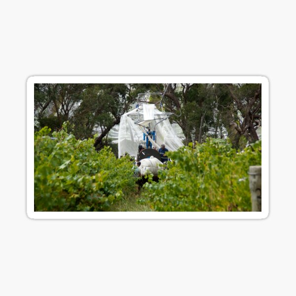The Nets come Off by Adelaide artist Avril Thomas at Magpie Springs Sticker