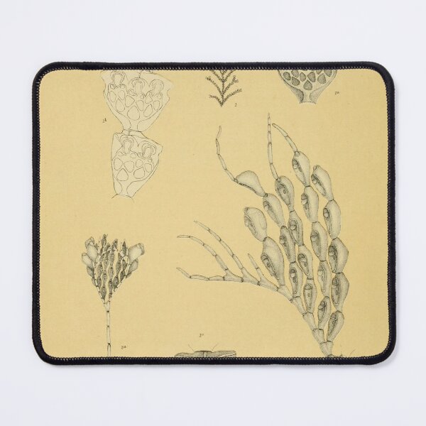 Item preview, Calpidium Ornatum (Busk) - Beautiful Marine Life Illustration designed and sold by ptMaker.
