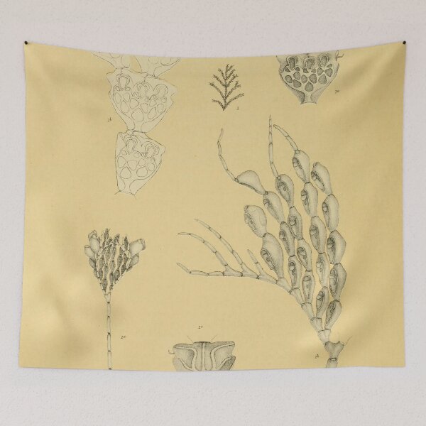 Item preview, Calpidium Ornatum (Busk) - Beautiful Marine Life Illustration designed and sold by ptMaker.