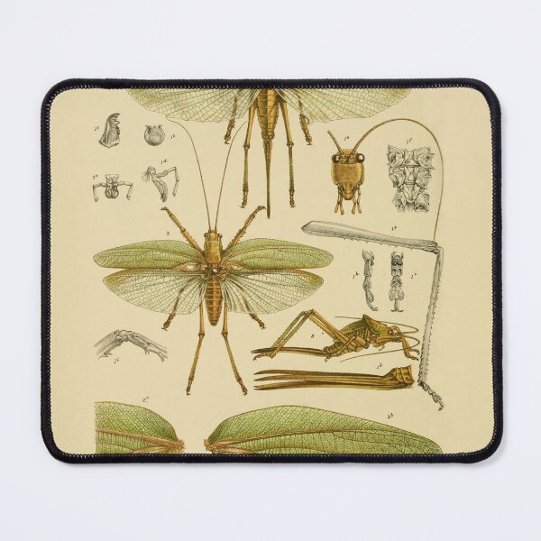 Item preview, Great Green Gum Tree Grasshopper Illustration designed and sold by ptMaker.