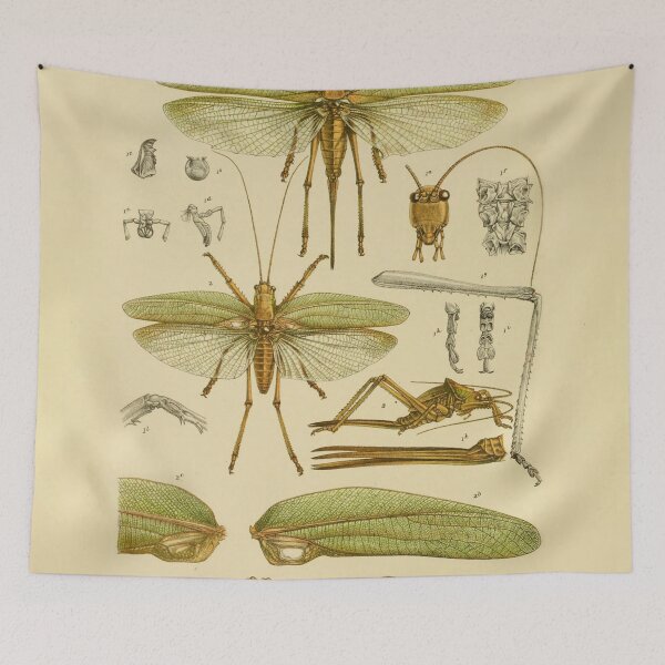 Item preview, Great Green Gum Tree Grasshopper Illustration designed and sold by ptMaker.