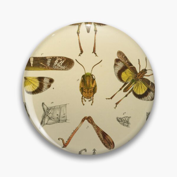 Item preview, Graceful Australian Yellow-Winged Locust Design designed and sold by ptMaker.