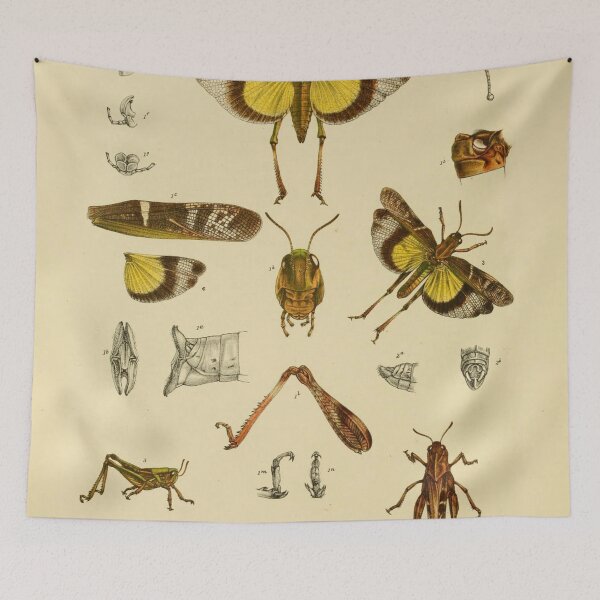 Item preview, Graceful Australian Yellow-Winged Locust Design designed and sold by ptMaker.
