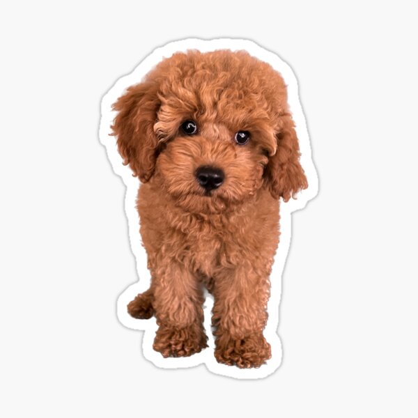 Item preview, Ketchup Puppy designed and sold by Kiah Bennetts-Swinburne.