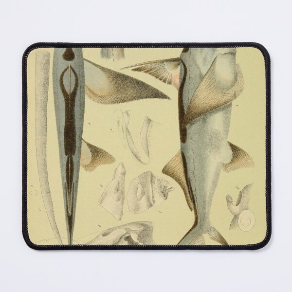 Item preview, The Southern Chimaera Callorhynchus Antarcticus designed and sold by ptMaker.