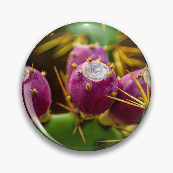 Item preview, Prickly pear fruits designed and sold by Dalyndigital Photography.