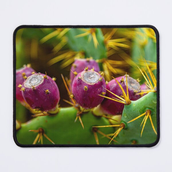 Item preview, Prickly pear fruits designed and sold by Dalyndigital Photography.