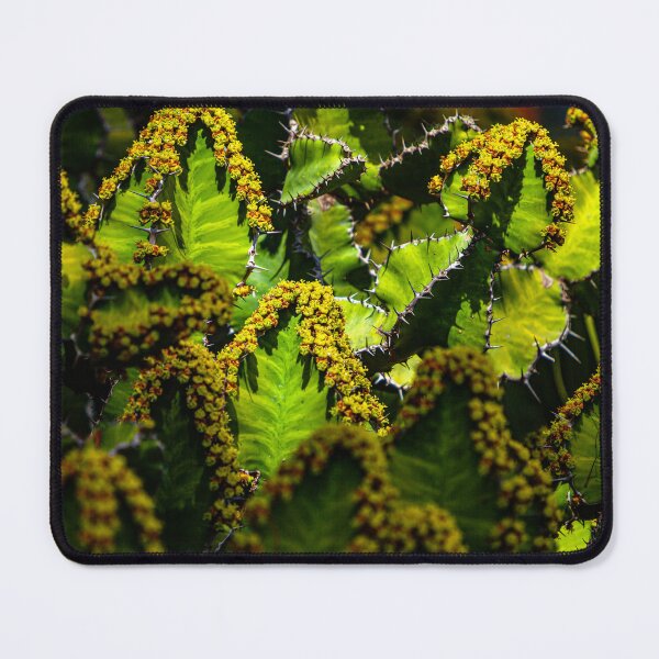Item preview, Light outlining cacti flowers designed and sold by Dalyndigital Photography.