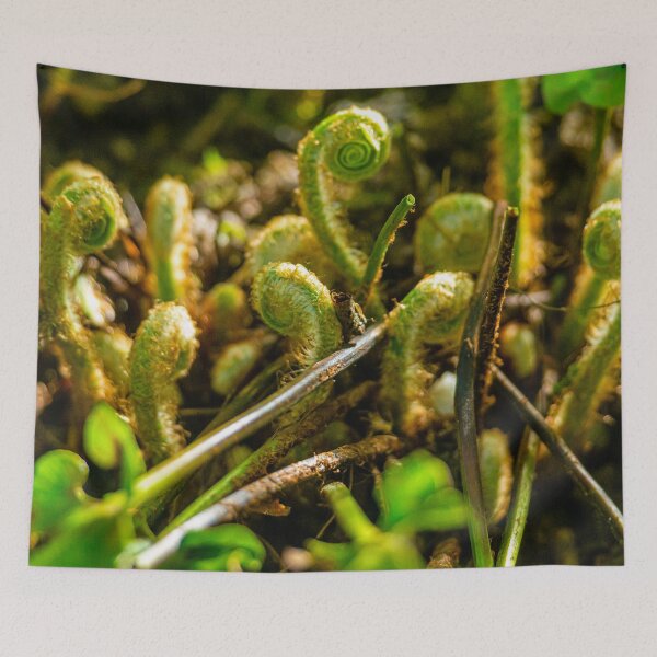 Item preview, New life springs uncurling fern fronds designed and sold by Dalyndigital Photography.