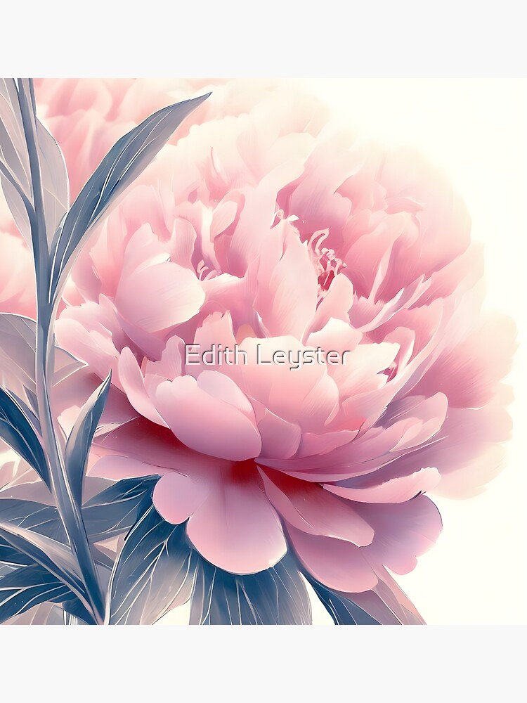 Blush pink peony flower, watercolor and pencil drawing peonies | Poster