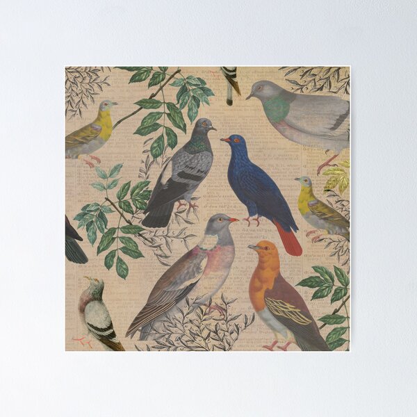 Item preview, Vintage pigeon bird illustration. Natural history dictionary print style. designed and sold by madhatdesigns.