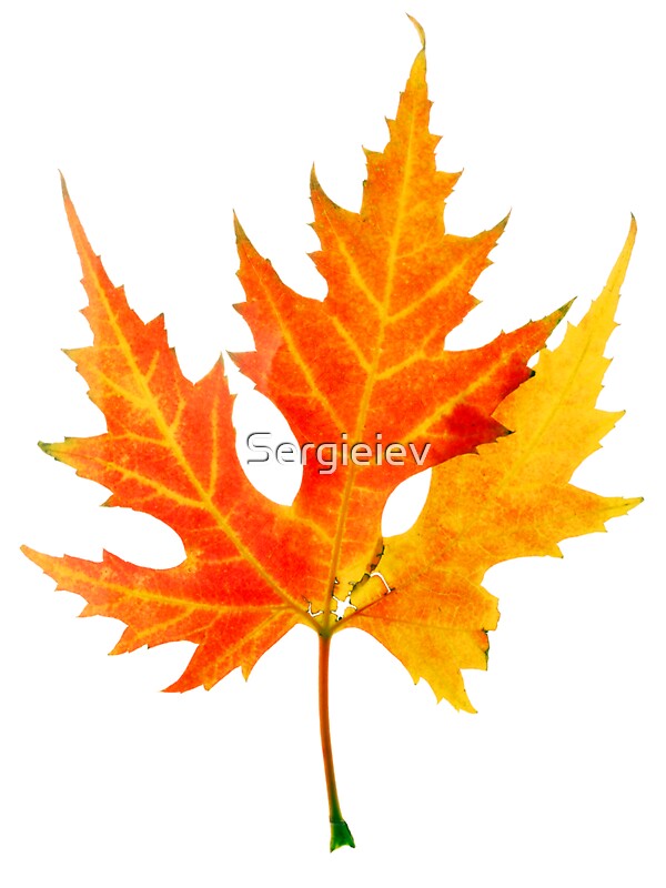 autumn maple leaf stickers by sergieiev redbubble