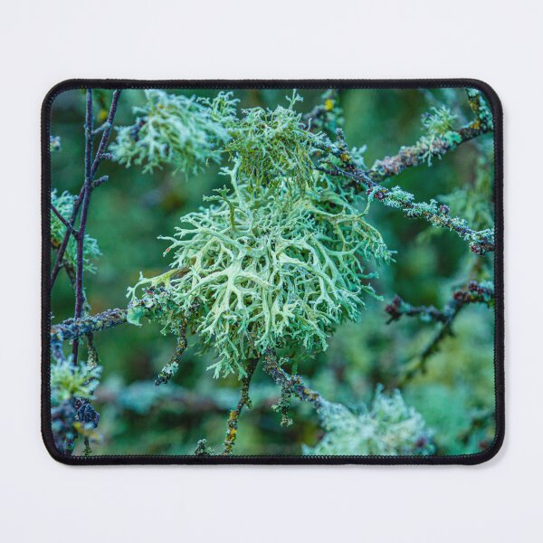 Item preview, Lichens Natures green marvel designed and sold by Dalyndigital Photography.