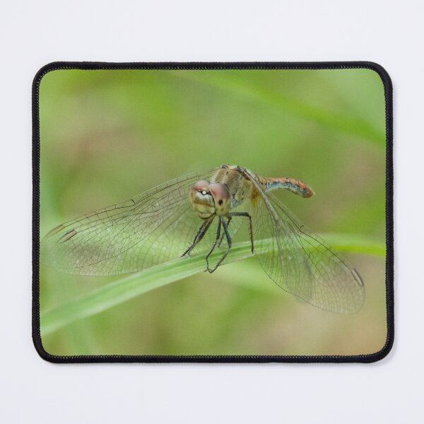 Item preview, Dragonfly 2 designed and sold by Jacquiamber.