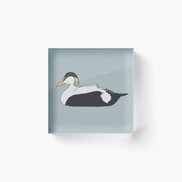 Item preview, Common Eider Duck (Male) designed and sold by taylorrowan.