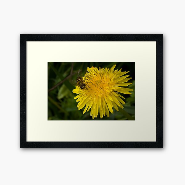 Golden nectar meal Framed Art Print