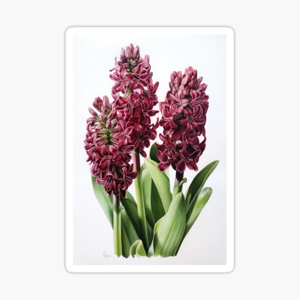 Aperçu de l'œuvre Burgundy Hyacinth  créée et vendue par Vanover Designs.
