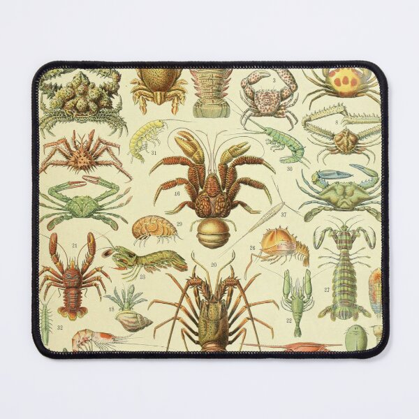 Item preview, Shellfish (1897-1904) - Nouveau Larousse illustré designed and sold by SALON DES ARTS.
