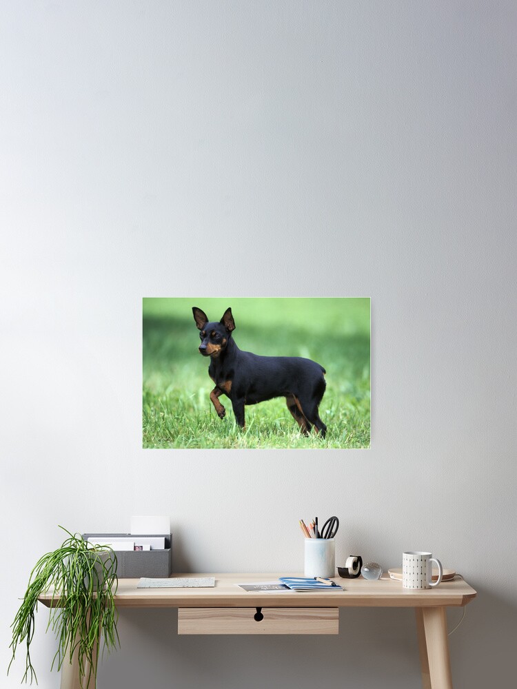 Minpin or Miniature Pinscher Dog Poster