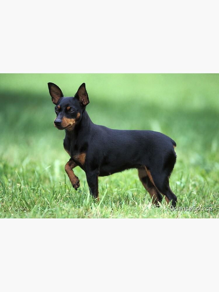 Minpin or Miniature Pinscher Dog Poster