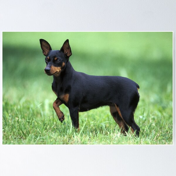 Toy hotsell pinscher puppies