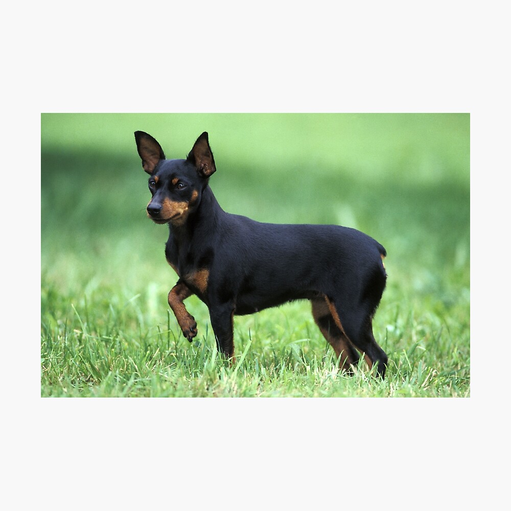 Minpin or Miniature Pinscher Dog Poster