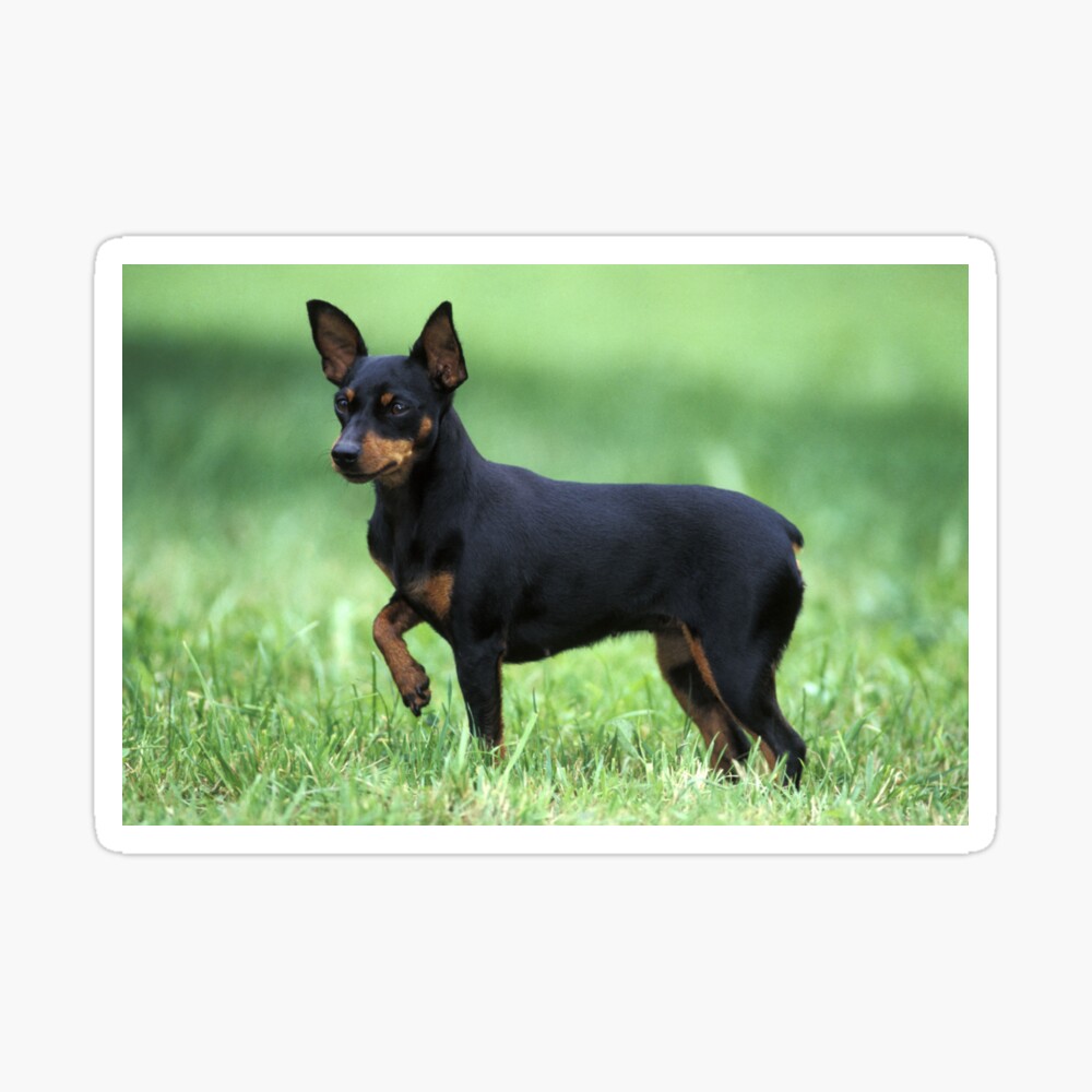 Minpin or Miniature Pinscher Dog Poster