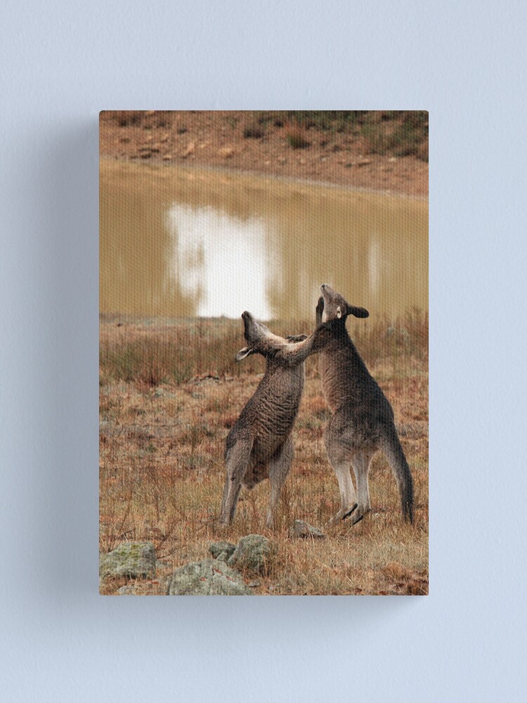 Alternate view of Boxing Kangaroos Canvas Print