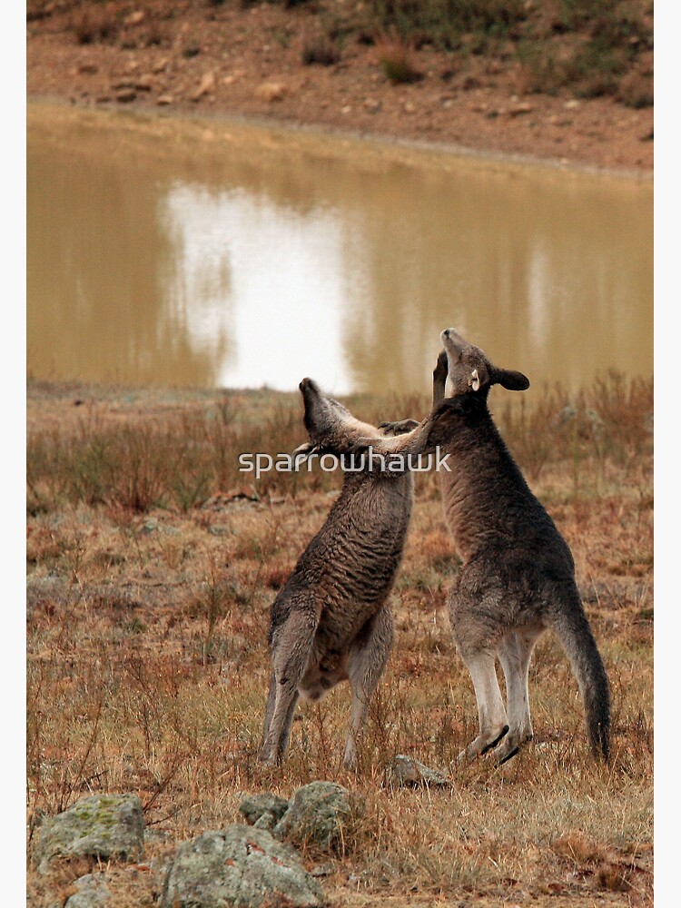 Boxing Kangaroos by sparrowhawk
