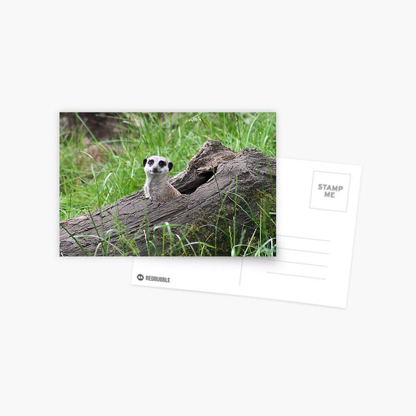 The Bolt Hole Postcard