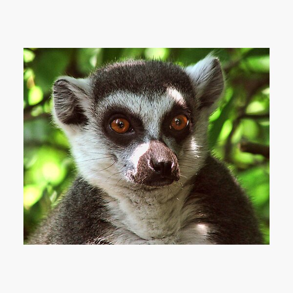 Ring-tailed Lemur Portrait 1 Photographic Print