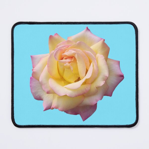 Item preview, Pink Yellow Ombre Pastel Rose Flower designed and sold by Deborah Camp.