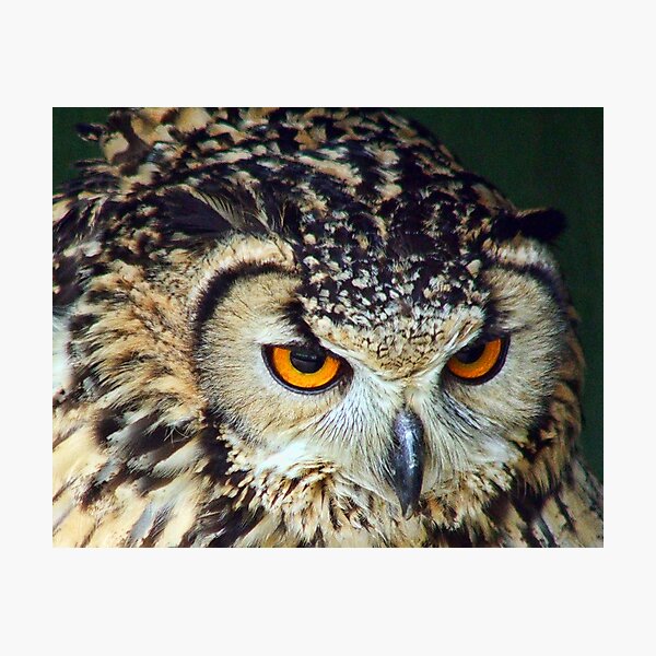Amber Eyes Photographic Print