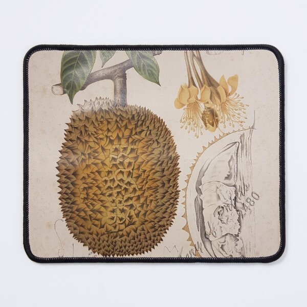 Item preview, durian fruit vintage botanical illustration designed and sold by EmeraldeaArt.