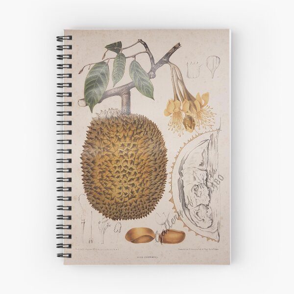 Item preview, durian fruit vintage botanical illustration designed and sold by EmeraldeaArt.