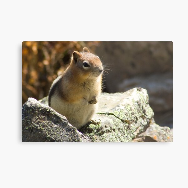 Golden-Mantled Ground Squirrel 2 Metal Print