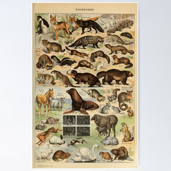 Item preview, Furs (1907-1910) - Le Larousse pour tous designed and sold by SALON DES ARTS.