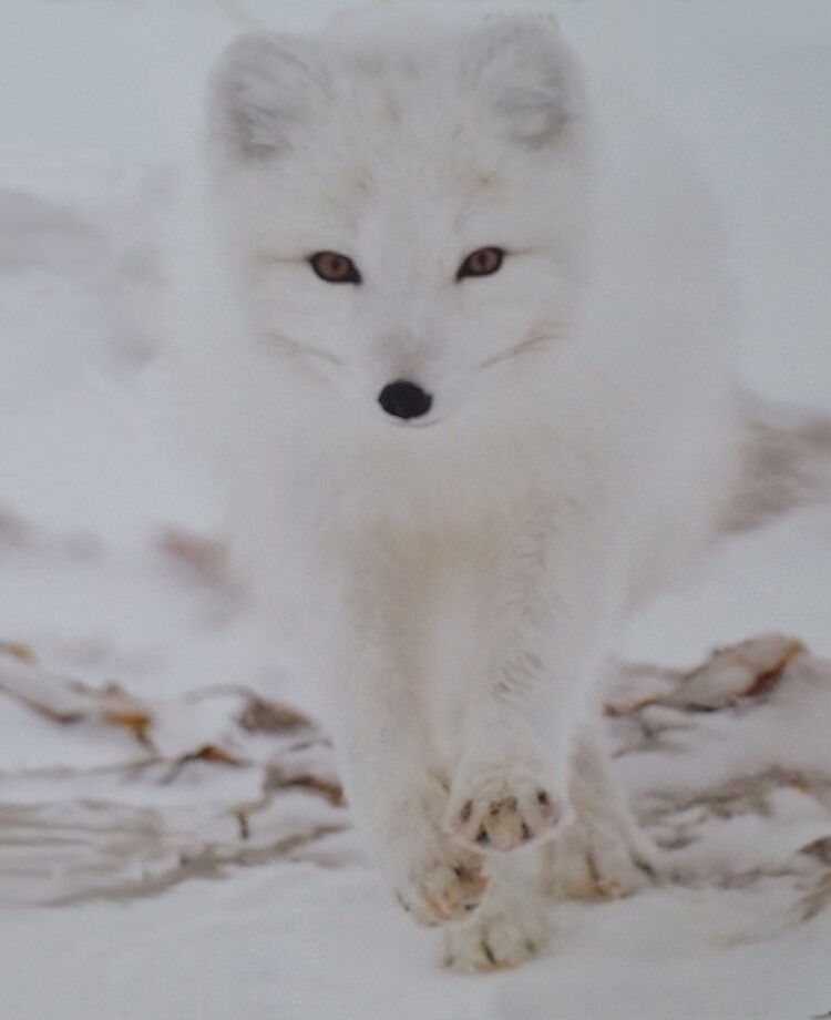 Funda y vinilo para iPad «Lobo blanco en la nieve» de nghoangquang |  Redbubble