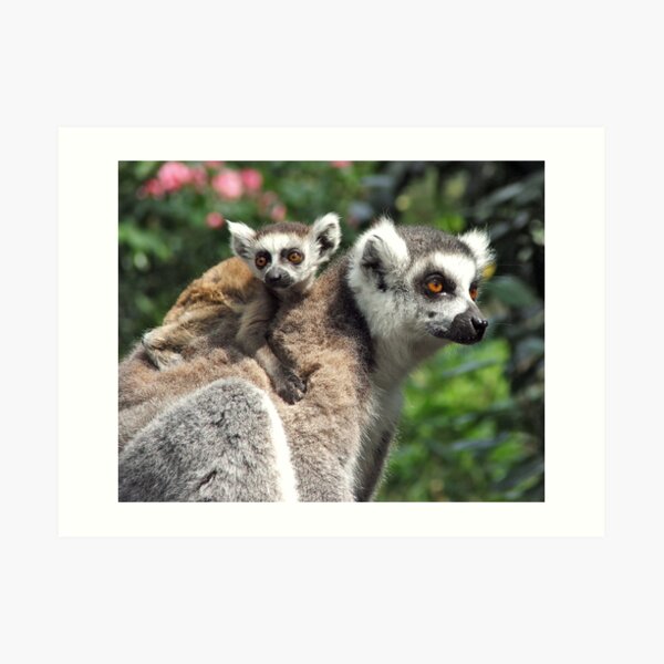 Ring-tailed Mother & Baby Art Print