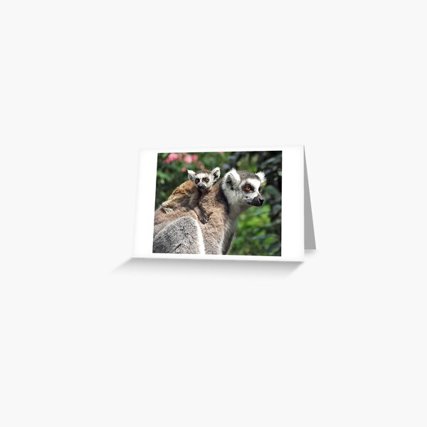 Ring-tailed Mother & Baby Greeting Card